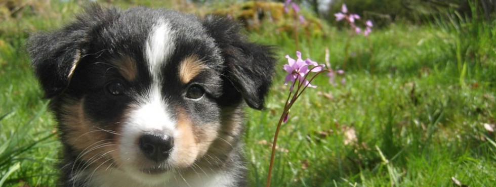 42 Top Images Mini Aussie Puppies Seattle - Cute Australian Shepherd Puppies We Need Fun