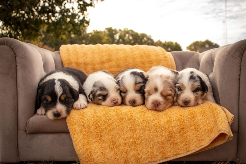 Nya and Megabyte's TWAIN litter of Australian Shepherd puppies at 2 weeks old