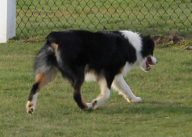 Amble Movement