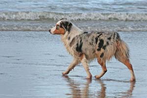 Maggie