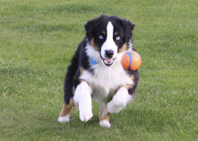 Newman jumping